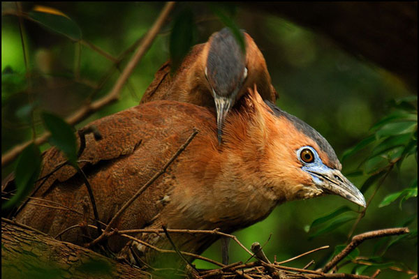 Cuc Phuong National Park  & Tam Dao Birding Tour 7 Days